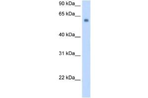 SLC1A4 antibody used at 0.