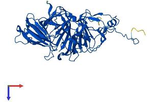 HGD Protein (AA 1-445) (His tag)
