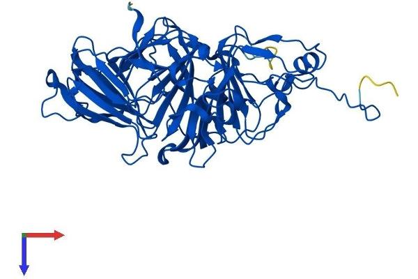 HGD Protein (AA 1-445) (His tag)