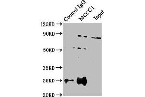 Immunoprecipitating MCCC1 in HEK293 whole cell lysate Lane 1: Rabbit control IgG instead of ABIN7159631 in HEK293 whole cell lysate.