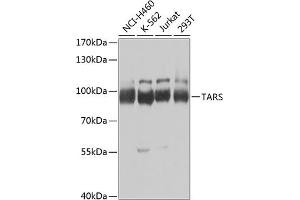 Western blot analysis of extracts of various cell lines, using TARS Antibody (ABIN6132713, ABIN6148858, ABIN6148859 and ABIN6222758) at 1:1000 dilution. (TARS Antikörper  (AA 1-230))