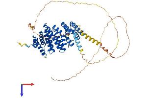 RRP1 Protein (AA 1-494) (His tag)