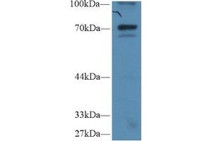 Western Blot; Sample: Human Hela cell lysate; Primary Ab: 1µg/ml Rabbit Anti-Human IkBz Antibody Second Ab: 0.