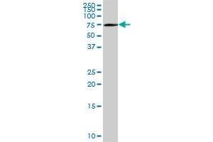 OPTN MaxPab polyclonal antibody. (OPTN Antikörper  (AA 1-577))