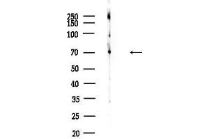 anti-CD300a (CD300A) (Internal Region) antibody