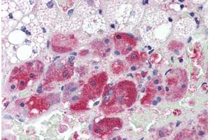 Human Adrenal (formalin-fixed, paraffin-embedded) stained with Calmodulin antibody ABIN364349 at 10 ug/ml followed by biotinylated anti-mouse IgG secondary antibody ABIN481714, alkaline phosphatase-streptavidin and chromogen. (Calmodulin 1 Antikörper  (AA 1-149))