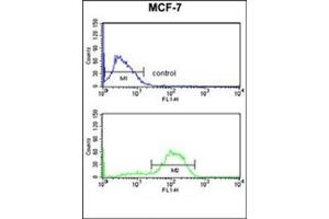 Flow cytometry analysis of MCF-7 cells using DAGLB Antibody (Center) Cat. (DAGLB Antikörper  (Middle Region))