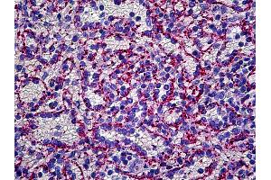 Anti-VWF antibody IHC of human spleen, endothelium. (VWF Antikörper  (FITC))