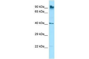 Host: Rabbit Target Name: Rnf190 Antibody Dilution: 1. (MARCH10 Antikörper  (C-Term))