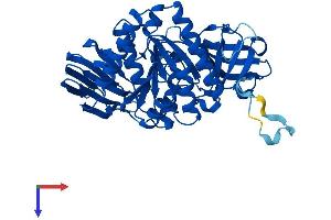 CLP1 Protein (AA 1-425) (His tag)