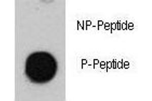 Dot blot analysis of phospho-ATM antibody. (ATM Antikörper  (pSer1981))