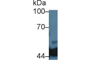 Detection of IDH1 in Porcine Liver lysate using Monoclonal Antibody to Isocitrate Dehydrogenase 1, Soluble (IDH1) (IDH1 Antikörper  (AA 74-333))