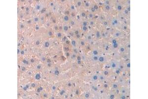 IHC-P analysis of Mouse Tissue, with DAB staining. (SERPINC1 Antikörper  (AA 33-465))