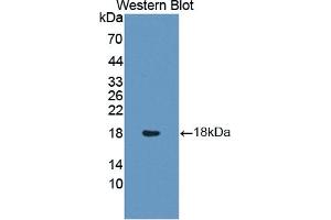 Detection of recombinant INSL3 using Polyclonal Antibody to Insulin Like Protein 3 (INSL3) (INSL3 Antikörper  (AA 2-129))