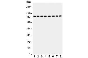 Western blot testing of CD10 antibody and Lane 1:  rat kidney