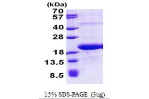 SDS-PAGE (SDS) image for Mediator Complex Subunit 21 (MED21) (AA 1-144) protein (His tag) (ABIN7280274)