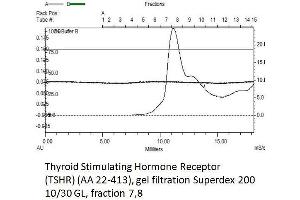 Image no. 1 for Thyroid Stimulating Hormone Receptor (TSHR) (AA 22-413) protein (His tag) (ABIN3150299) (TSH receptor Protein (AA 22-413) (His tag))