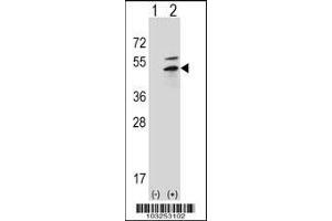 Western blot analysis of PRKAR2B using rabbit polyclonal PRKAR2B Antibody (G46) using 293 cell lysates (2 ug/lane) either nontransfected (Lane 1) or transiently transfected (Lane 2) with the PRKAR2B gene. (PKA 2 beta (AA 32-62), (N-Term) Antikörper)