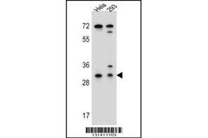 Western blot analysis in Hela,293 cell line lysates (35ug/lane). (Ephrin B2 Antikörper  (AA 157-186))