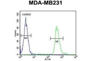 Flow cytometric analysis of MDA-MB231 cells using SMAD3 Antibody  (right histogram) compared to a negative control cell (left histogram). (SMAD3 Antikörper  (Ser208))