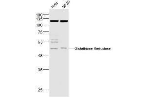 Lane 1: Hela lysates Lane 2: Sp2/0 lysates probed with Glutathione Reductase Polyclonal Antibody, Unconjugated  at 1:1000 dilution and 4˚C overnight incubation. (Glutathione Reductase Antikörper  (AA 421-522))