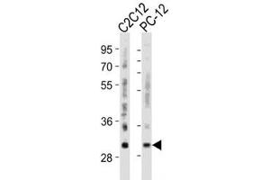 Western blot analysis of lysate from mouse C2C12, rat PC-12 cell line using Bcl-2 antibody diluted at 1:500 for each lane. (Bcl-2 Antikörper  (AA 75-110))