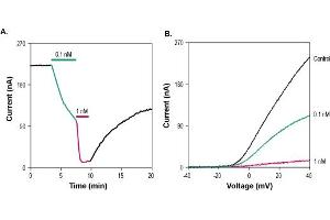 Stichodactyla Toxin peptide