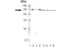 Western blot analysis of HSP90: Lane 1: MW marker, Lane 2: HSP90 native protein , Lane 3: HSP90b recombinant protein , Lane 4: HSP90alpha recombinant protein , Lane 5: HeLa (HS), Lane 6: L-929 (HS), Lane 7: Rat-2 (HS), Lane 8:RK-13 (HS). (HSP90 Antikörper)