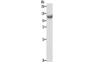 Gel: 8 % SDS-PAGE, Lysate: 40 μg, Lane: HT29 cells, Primary antibody: ABIN7129340(EIF2AK3 Antibody) at dilution 1/500, Secondary antibody: Goat anti rabbit IgG at 1/8000 dilution, Exposure time: 1 minute (COQ3 Antikörper)