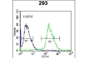 Kallikrein 6 (KLK6) Antibody (N-term) (ABIN652195 and ABIN2840741) flow cytometric analysis of 293 cells (right histogram) compared to a negative control cell (left histogram). (Kallikrein 6 Antikörper  (N-Term))