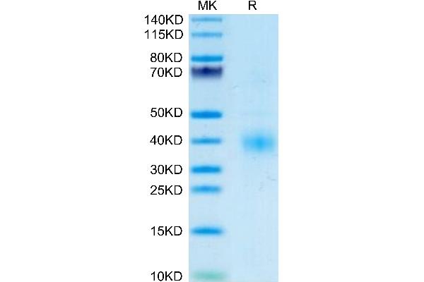 Clusterin Protein (CLU) (AA 23-449) (His tag)