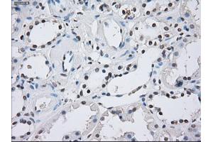Immunohistochemical staining of paraffin-embedded Kidney tissue using anti-ILF2mouse monoclonal antibody. (ILF2 Antikörper)