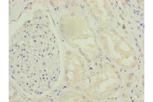 Immunohistochemistry of paraffin-embedded human kidney tissue using ABIN7151390 at dilution of 1:100 (ENPP6 Antikörper  (AA 31-330))