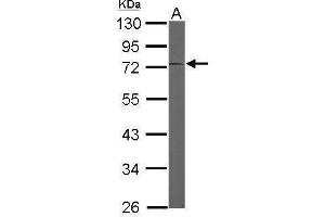 WB Image Sample (50 ug of whole cell lysate) A: Mouse brain 10% SDS PAGE antibody diluted at 1:3000 (EEF1D Antikörper)