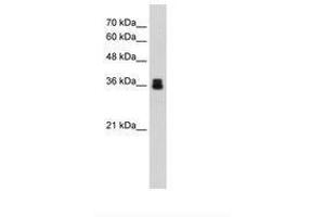 Image no. 1 for anti-Pirin (PIR) (AA 213-262) antibody (ABIN203309) (Pirin Antikörper  (AA 213-262))