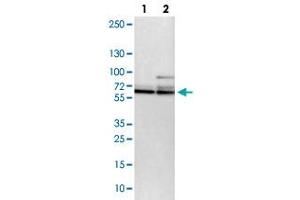 Western blot analysis of lane 1: NIH-3T3 cell lysate and lane 2: NBT-II cell lysate using PCTK1 polyclonal antibody . (CDK16 Antikörper)