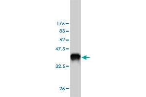 Western Blot detection against Immunogen (36.