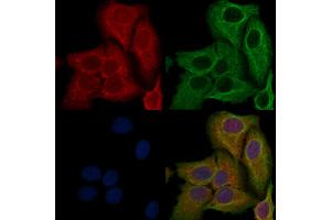 ABIN6258986 and ABIN6276072 staining Hela cells by IF/ICC.