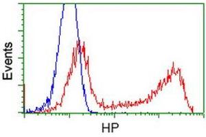 HEK293T cells transfected with either RC223612 overexpress plasmid (Red) or empty vector control plasmid (Blue) were immunostained by anti-HP antibody (ABIN2453140), and then analyzed by flow cytometry. (Haptoglobin Antikörper)