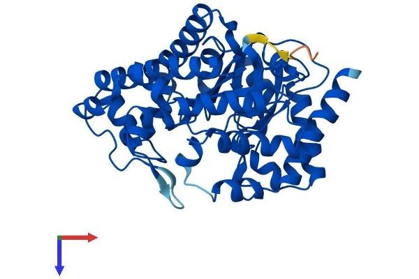 UROD Protein (AA 1-367) (His tag)