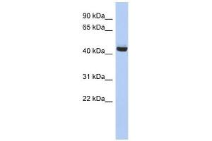 EXOC4 antibody used at 1 ug/ml to detect target protein. (Sec8 Antikörper  (N-Term))