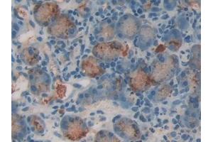 Used in DAB staining on fromalin fixed paraffin- embedded stomach tissue (RNASE1 Antikörper  (AA 26-152))