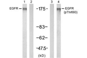 Western blot analysis of extracts from A431 cells untreated or treated with EGF (200ng/ml, 5min), using EGFR (Ab-693) antibody (E021194, Lane 1 and 2) and EGFR (phospho-Thr693) antibody (E011187, Lane 3 and 4). (EGFR Antikörper  (pThr693))
