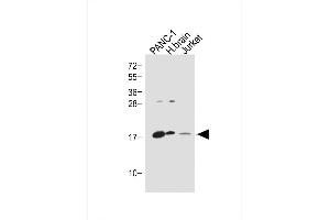 Western Blotting (WB) image for anti-Glucagon (GCG) (AA 119-148), (C-Term) antibody (ABIN390769)