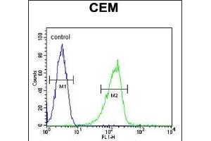 ZIC3 Antibody (Center) (ABIN650719 and ABIN2839389) flow cytometric analysis of CEM cells (right histogram) compared to a negative control cell (left histogram). (ZIC3 Antikörper  (AA 239-267))