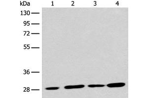Western blot analysis of 293T cell lysates using PNPO Polyclonal Antibody at dilution of 1:700 (PNPO Antikörper)