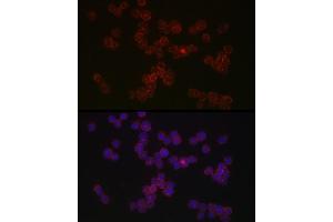 Immunofluorescence analysis of THP-1 cells using CCR5 Rabbit pAb (ABIN7266307) at dilution of 1:50 (40x lens). (CCR5 Antikörper  (AA 100-200))