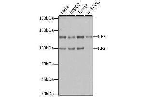 Western blot analysis of extracts of various cell lines, using ILF3 antibody. (Interleukin enhancer-binding factor 3 (ILF3) (AA 1-270) Antikörper)