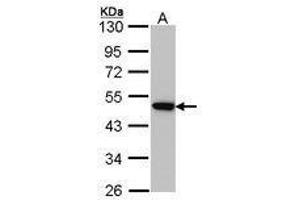 Image no. 1 for anti-Adaptor-Related Protein Complex 2, mu 1 Subunit (AP2M1) (AA 60-278) antibody (ABIN467602) (AP2M1 Antikörper  (AA 60-278))