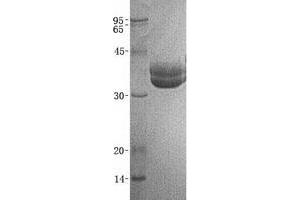 Validation with Western Blot (GPA33 Protein (His tag))